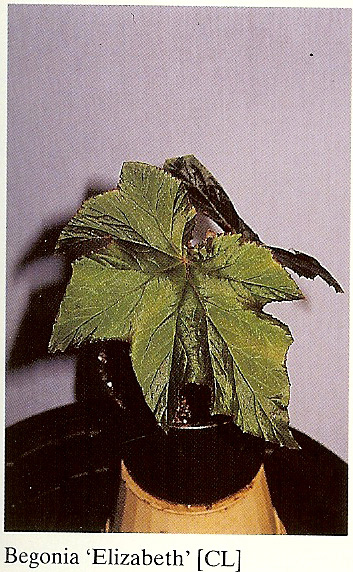 B. ‘Elizabeth’